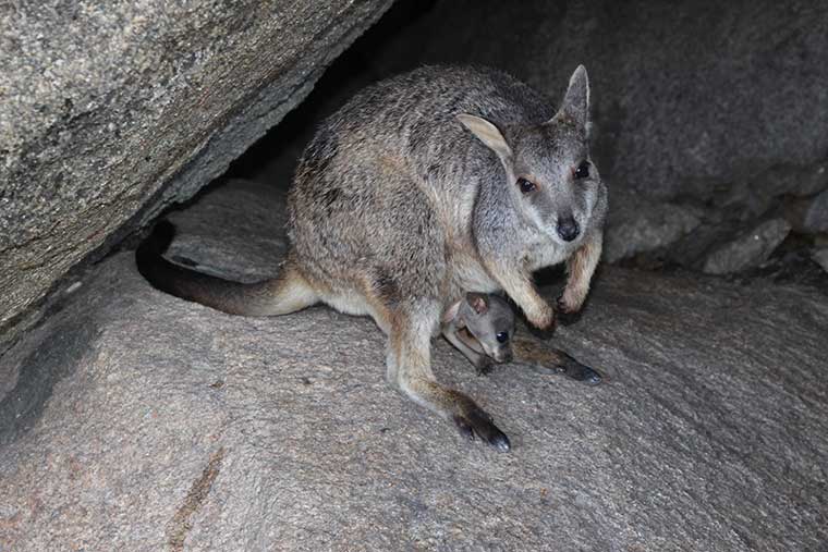 Wallaby in Australië