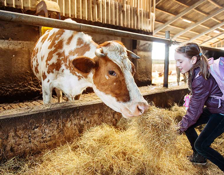 Leuke voorjaarsuitjes voor kinderen: bezoek aan de boerderij met koe