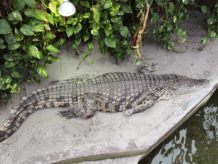 Krokodille Zoo - Een unieke kleine krokodillen dierentuin en de enige plek ter wereld waar je alle 23 bestaande soorten bij elkaar kunt vinden.