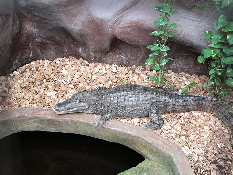 Krokodille Zoo - Een unieke kleine krokodillen dierentuin en de enige plek ter wereld waar je alle 23 bestaande soorten bij elkaar kunt vinden.