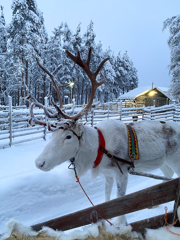 Op vakantie naar Lapland; deze reis vergeten we nooit meer!